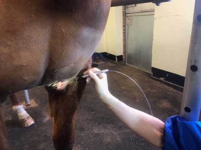 What Are Sarcoids In Horses